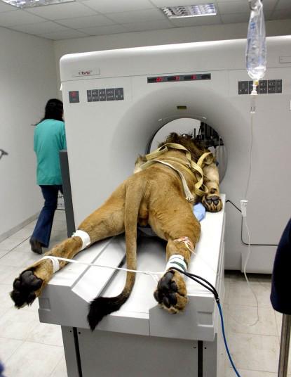 Un lion passe un scanner