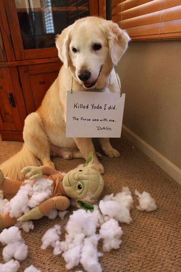 Yoda j'ai tué. La force était avec moi