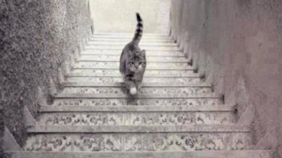 Ce chat monte ou descend les escaliers ?
