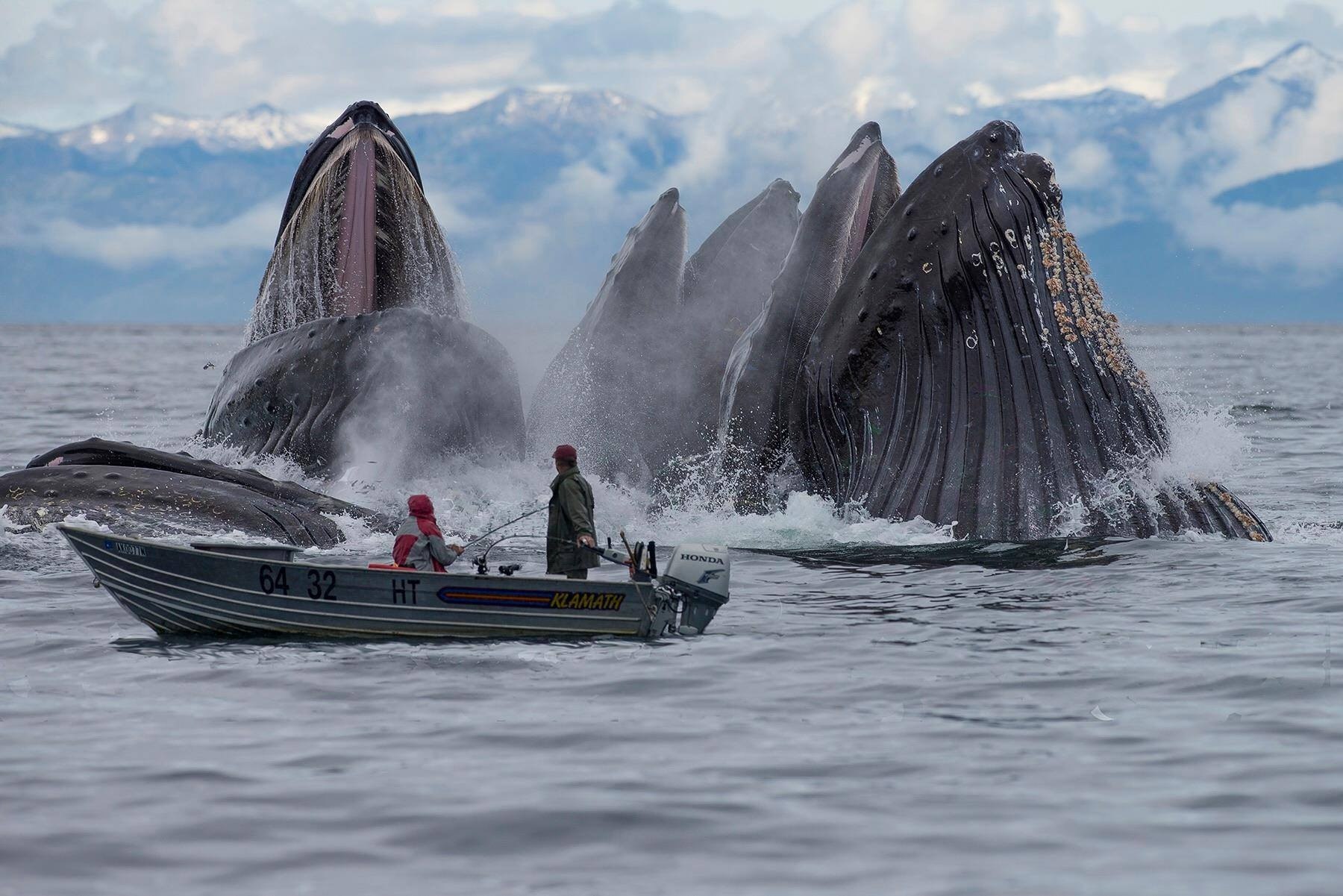 Des baleines à bosse font surface à côté d'une barque