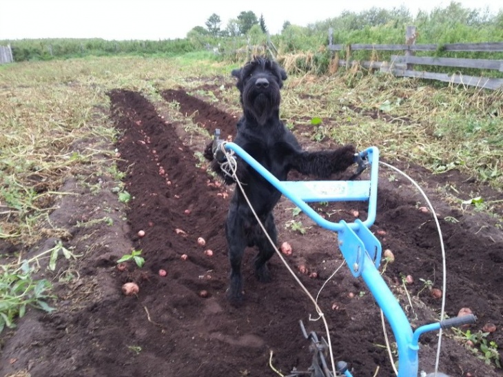 Je suis un chien et je cultive des pommes de terre