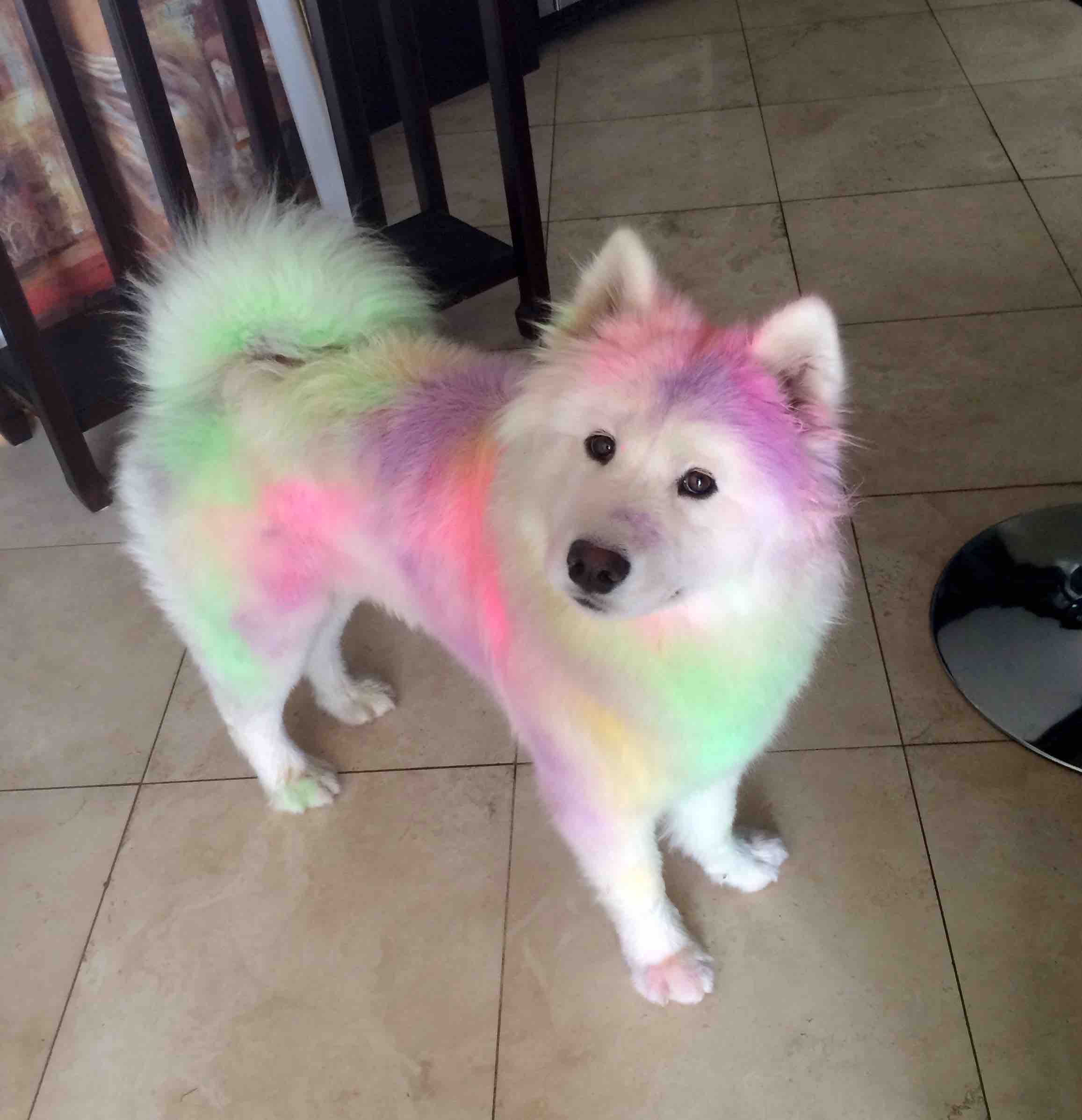 Un chien Samoyède après une course de couleurs