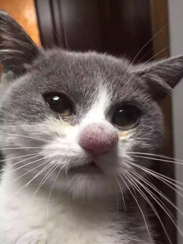 Un chat s'est fait piquer par une abeille