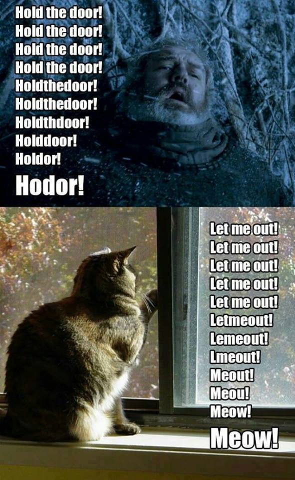 Hodor nous aide à comprendre les chats