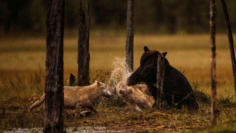 Un ours frappe un loup