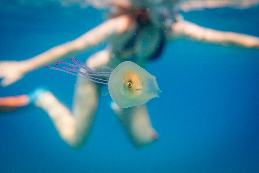 Un poisson pris au piège dans une méduse