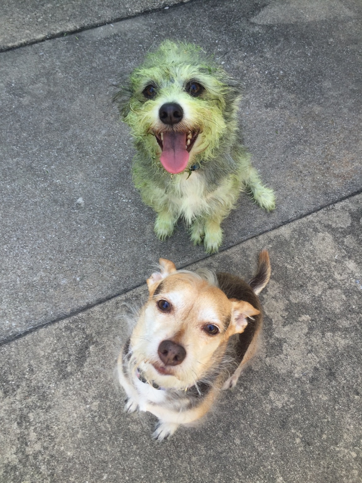 Lequel des deux chiens a aidé à tondre la pelouse ?