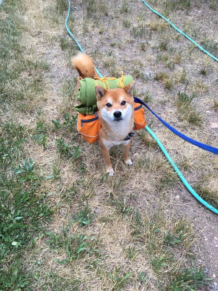 Un chien prêt pour l'aventure