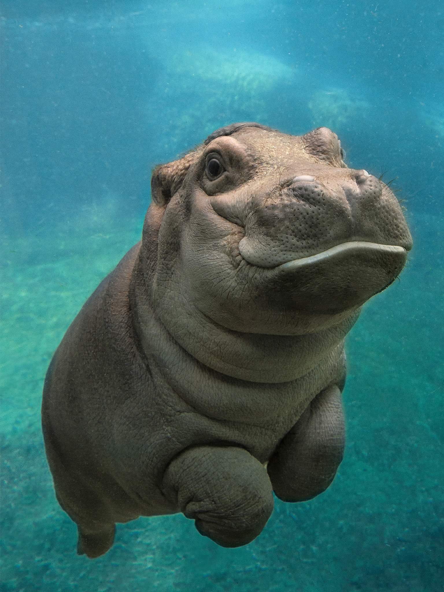 Bébé hippopotame