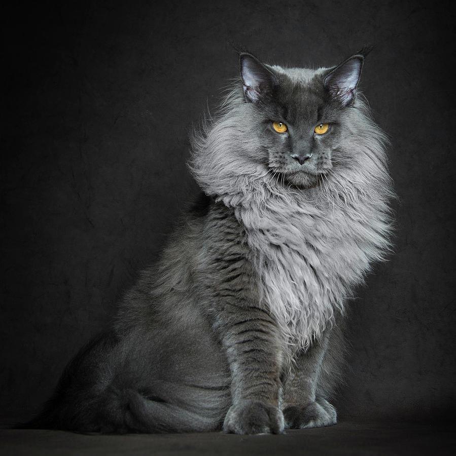 Un Chat Qui A Du Lion