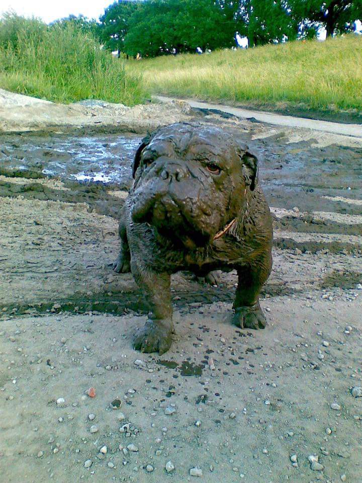 Un boue-dog