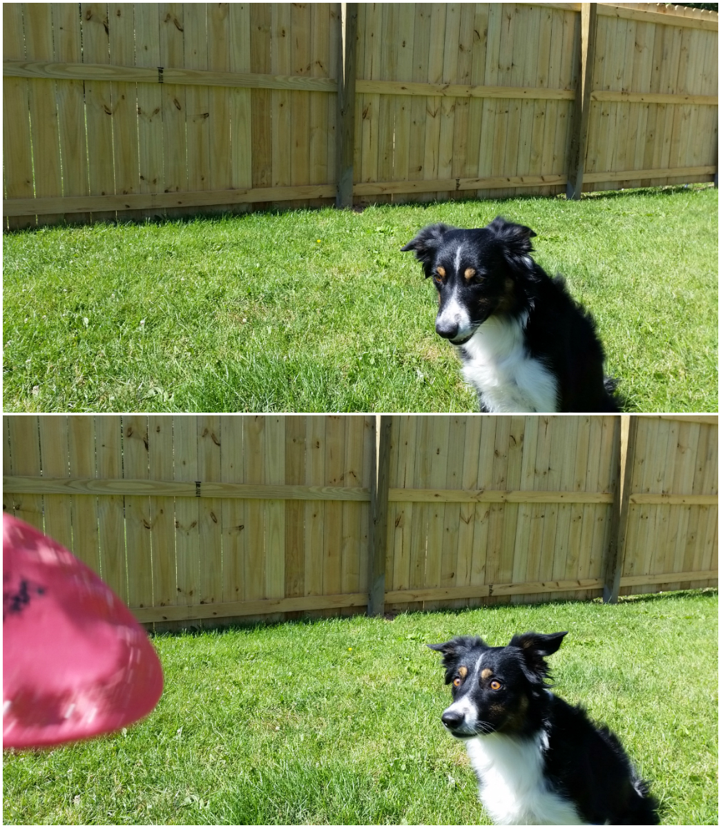 Quand un chien voit un frisbee