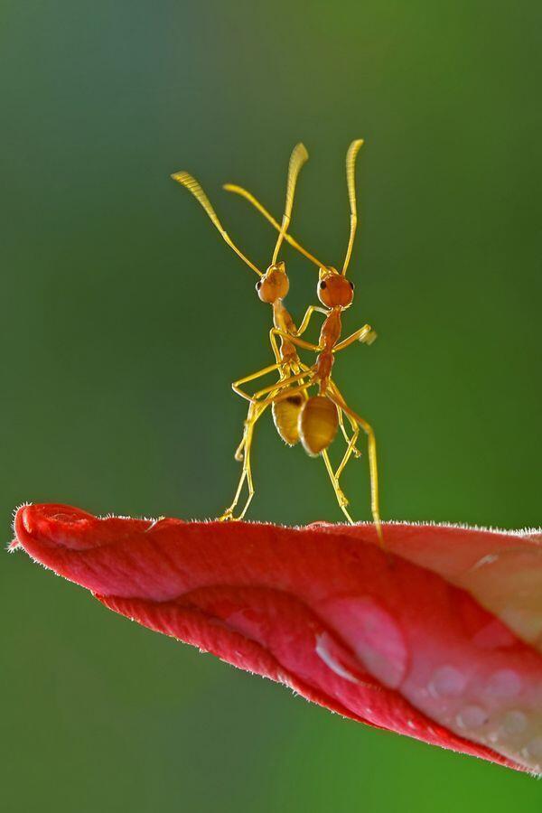 Deux fourmis dansent sur une feuille