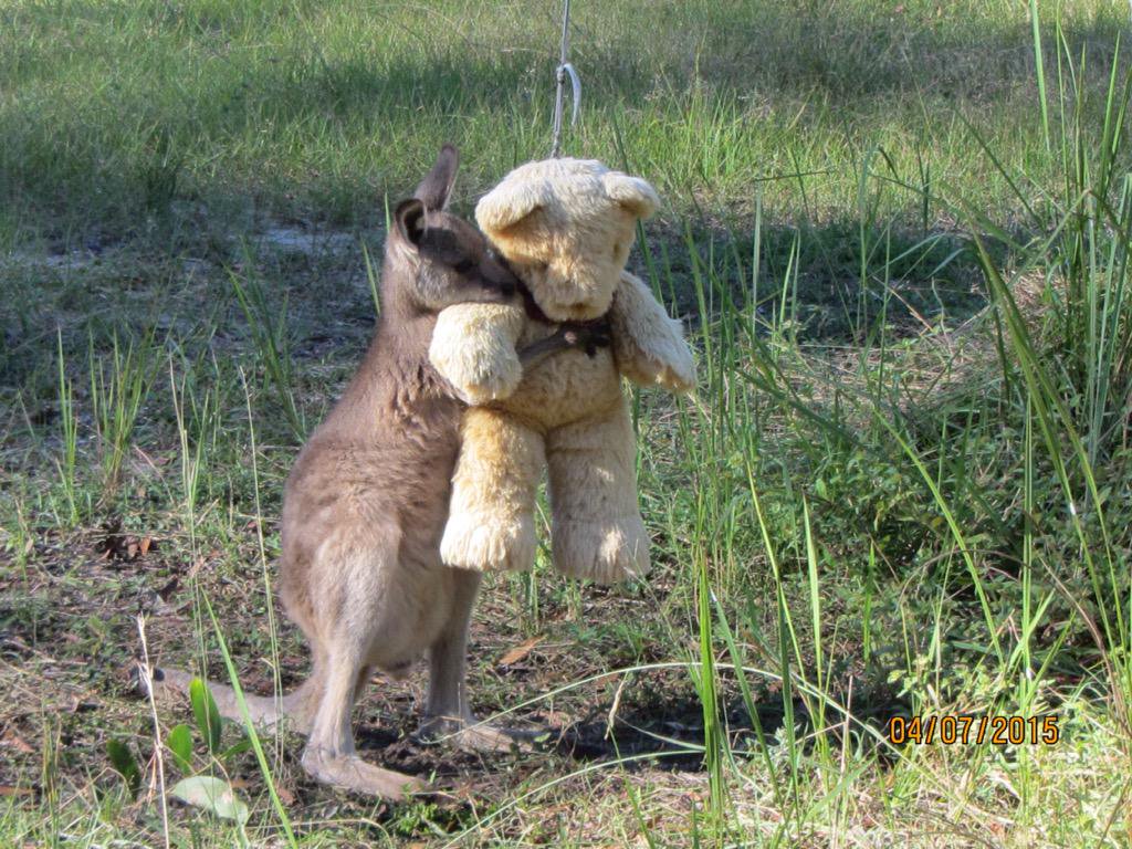 Un bébé kangourou orphelin fait un câlin à un ours en peluche