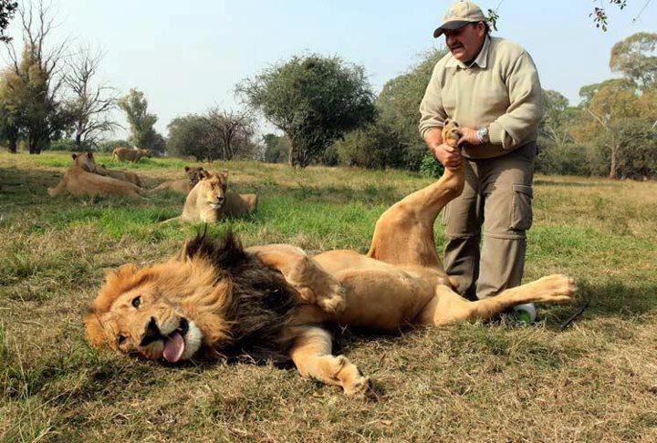Masser la patte d'un lion