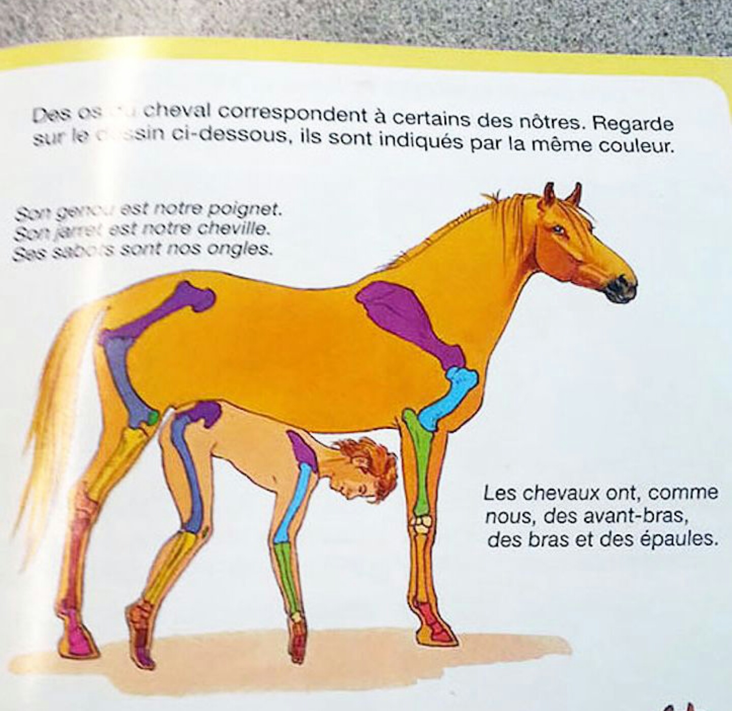 Un livre d'anatomie compare l'homme au cheval