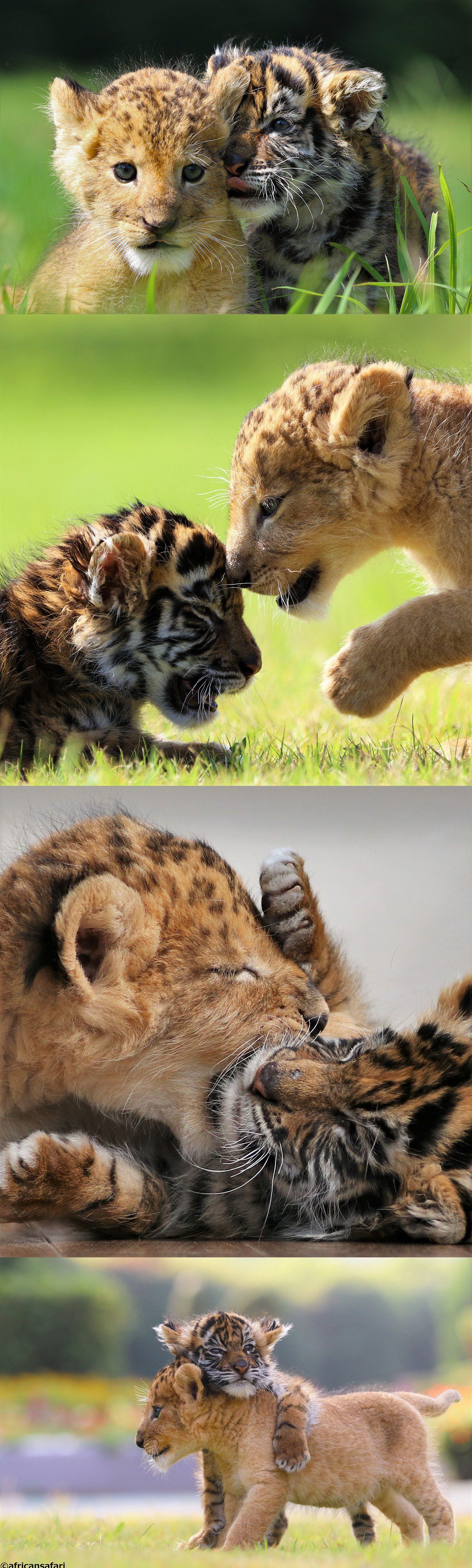 Un bébé tigre et un lionceau amis pour la vie