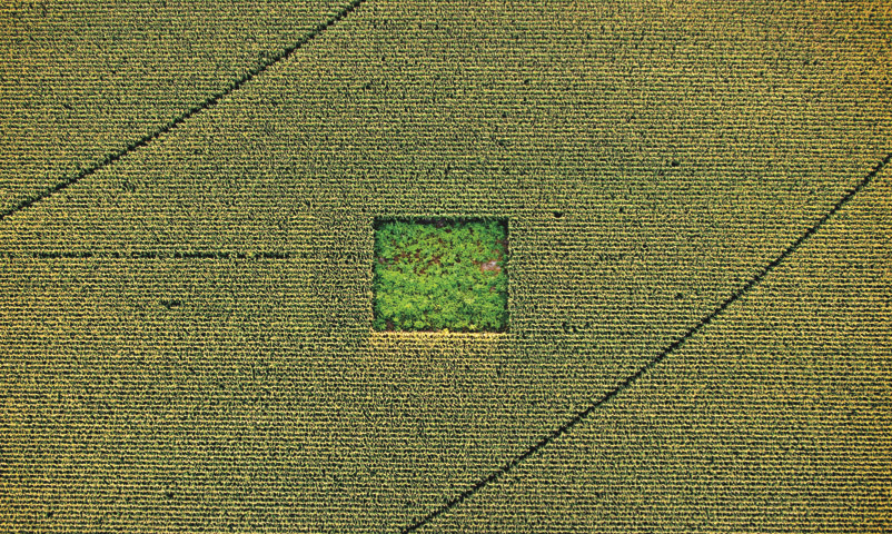 Un jardin de cannabis dans un champ de maïs
