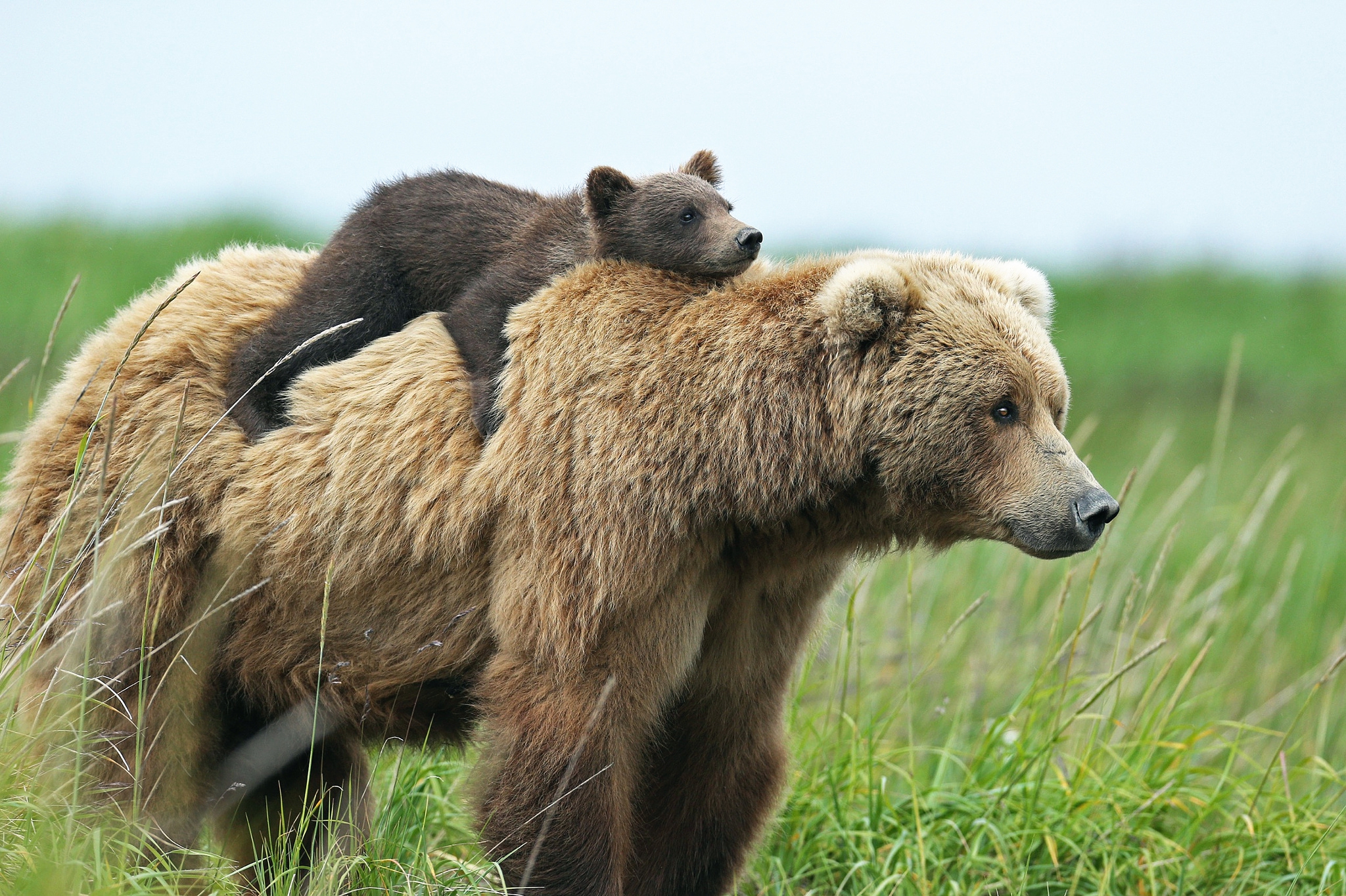 Un ourson sur le dos de sa maman