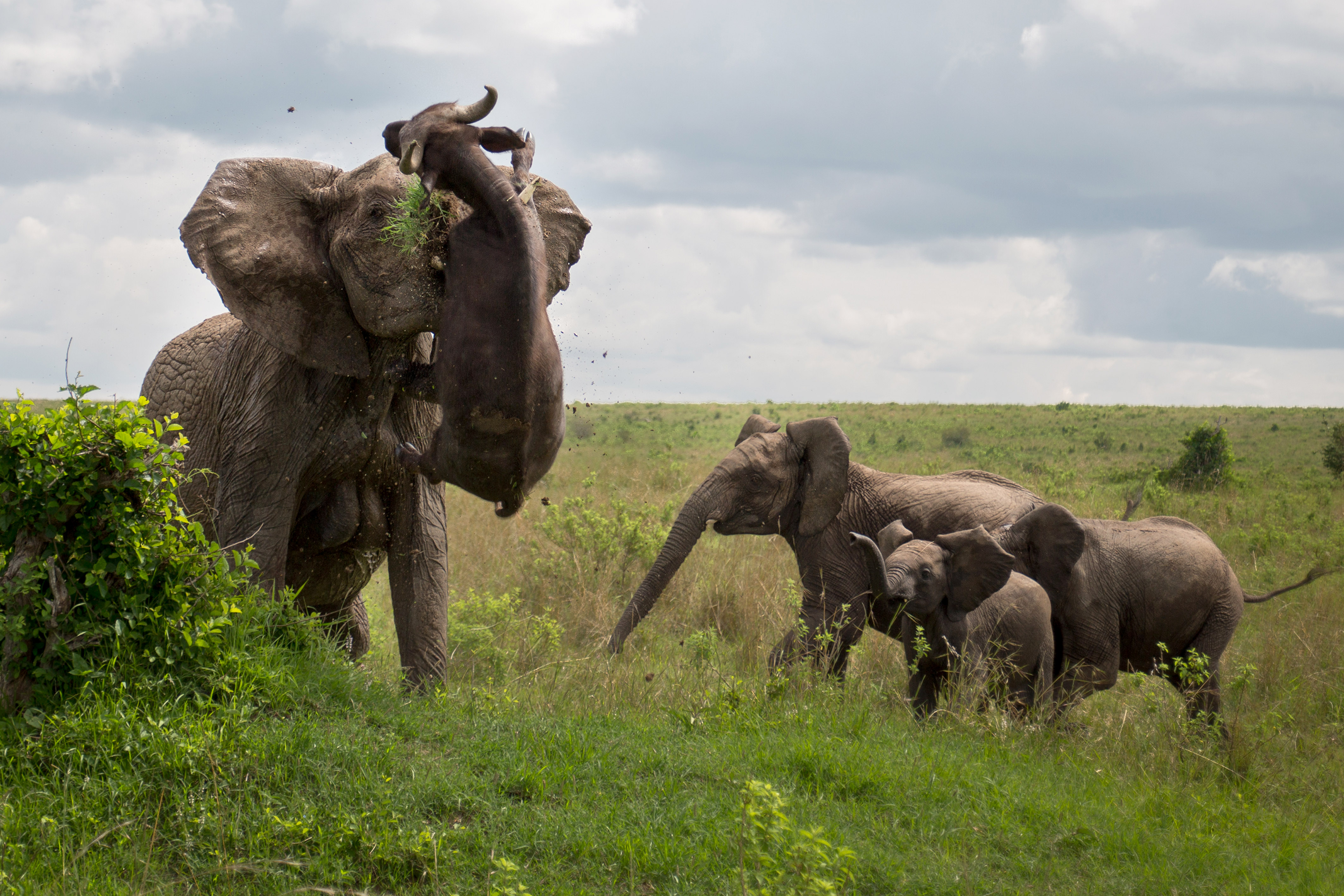 Сколько диких слонов. Слоны в дикой природе. Буйволы и слоны. Слон фото.