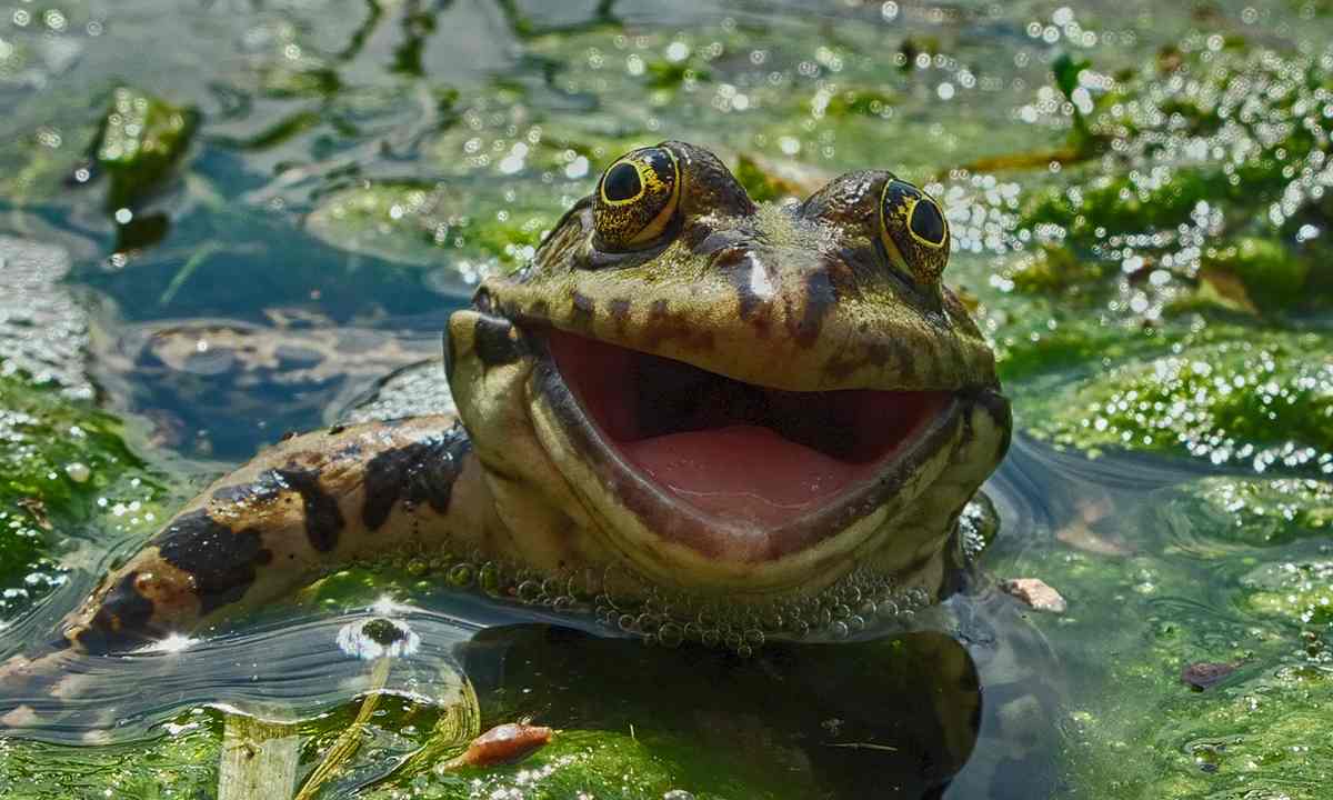 Une grenouille heureuse