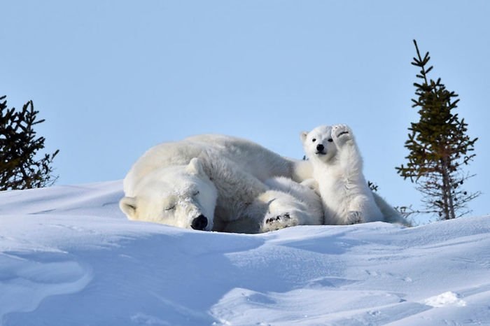 Un ourson polaire fait coucou au photographe