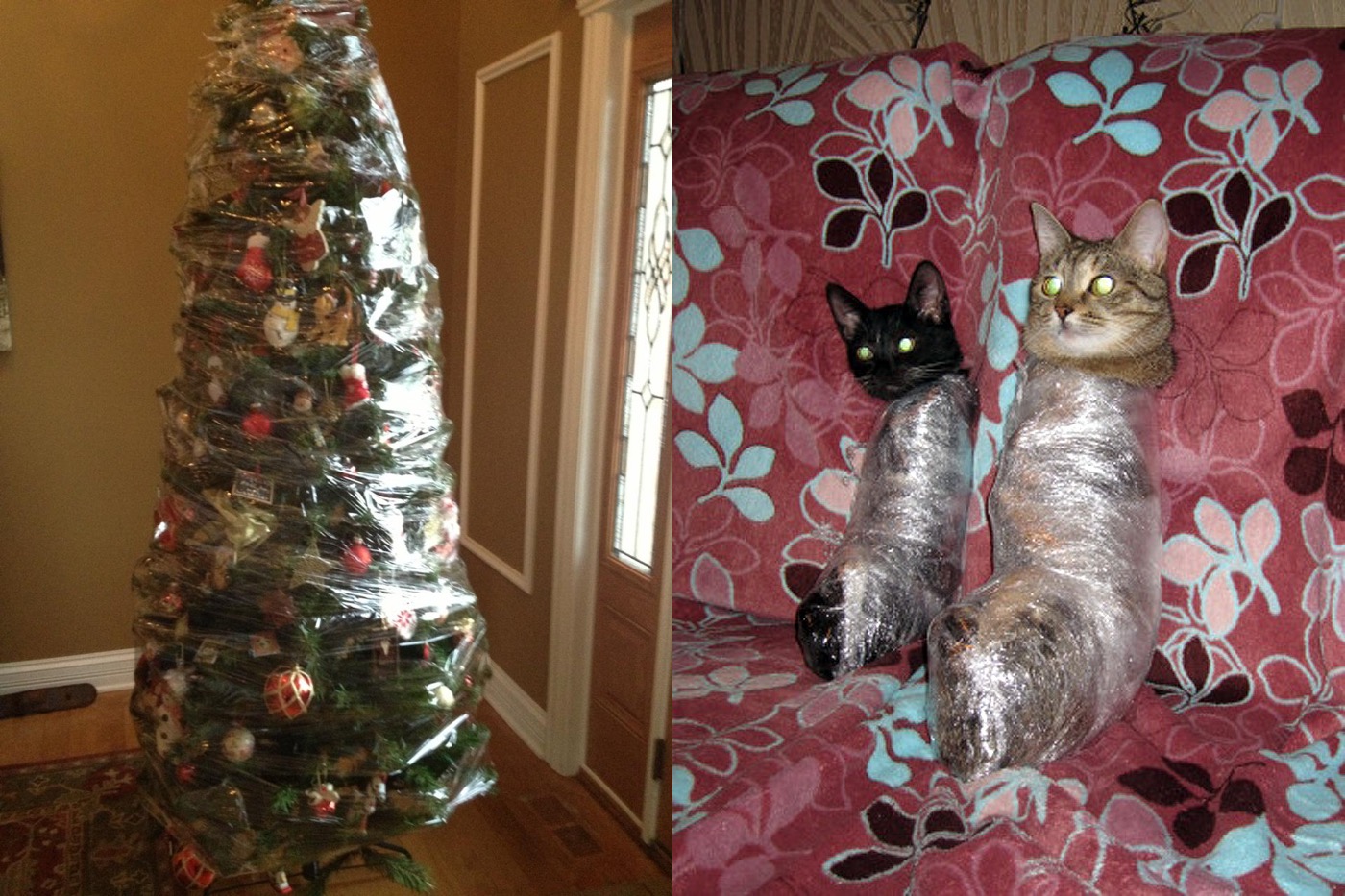 Si vous avez des chats et que vous voulez un sapin de Noël, vous avez deux options