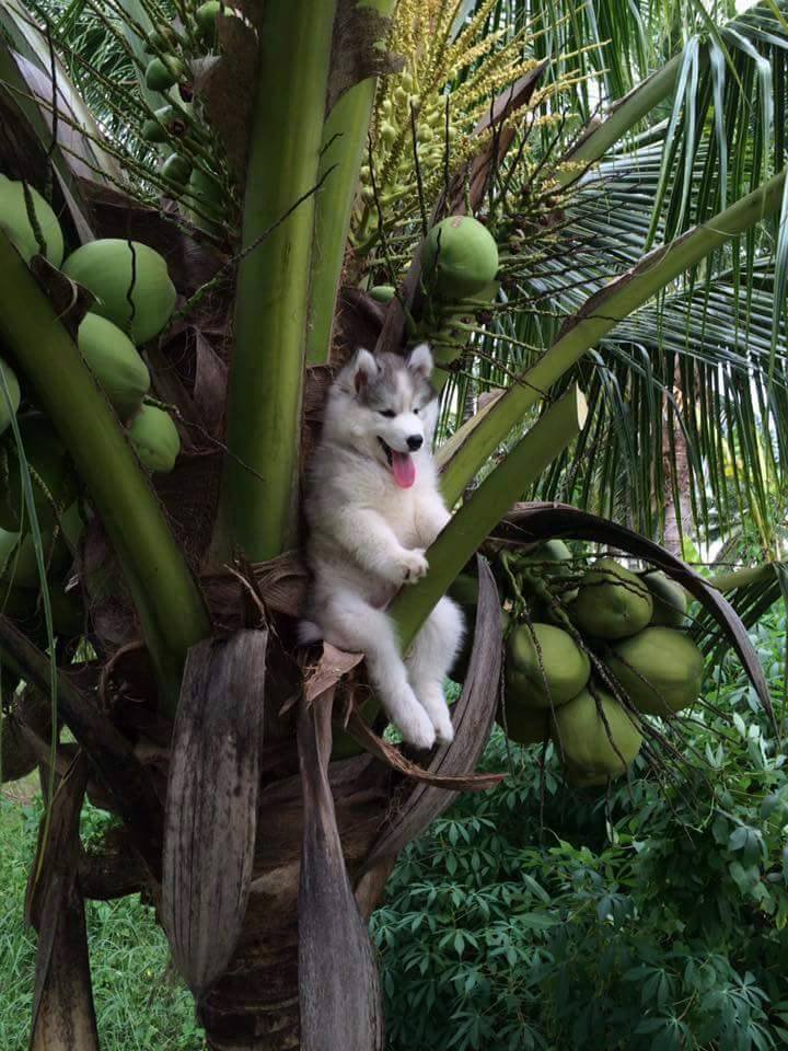 Un chiot Husky dans un cocotier