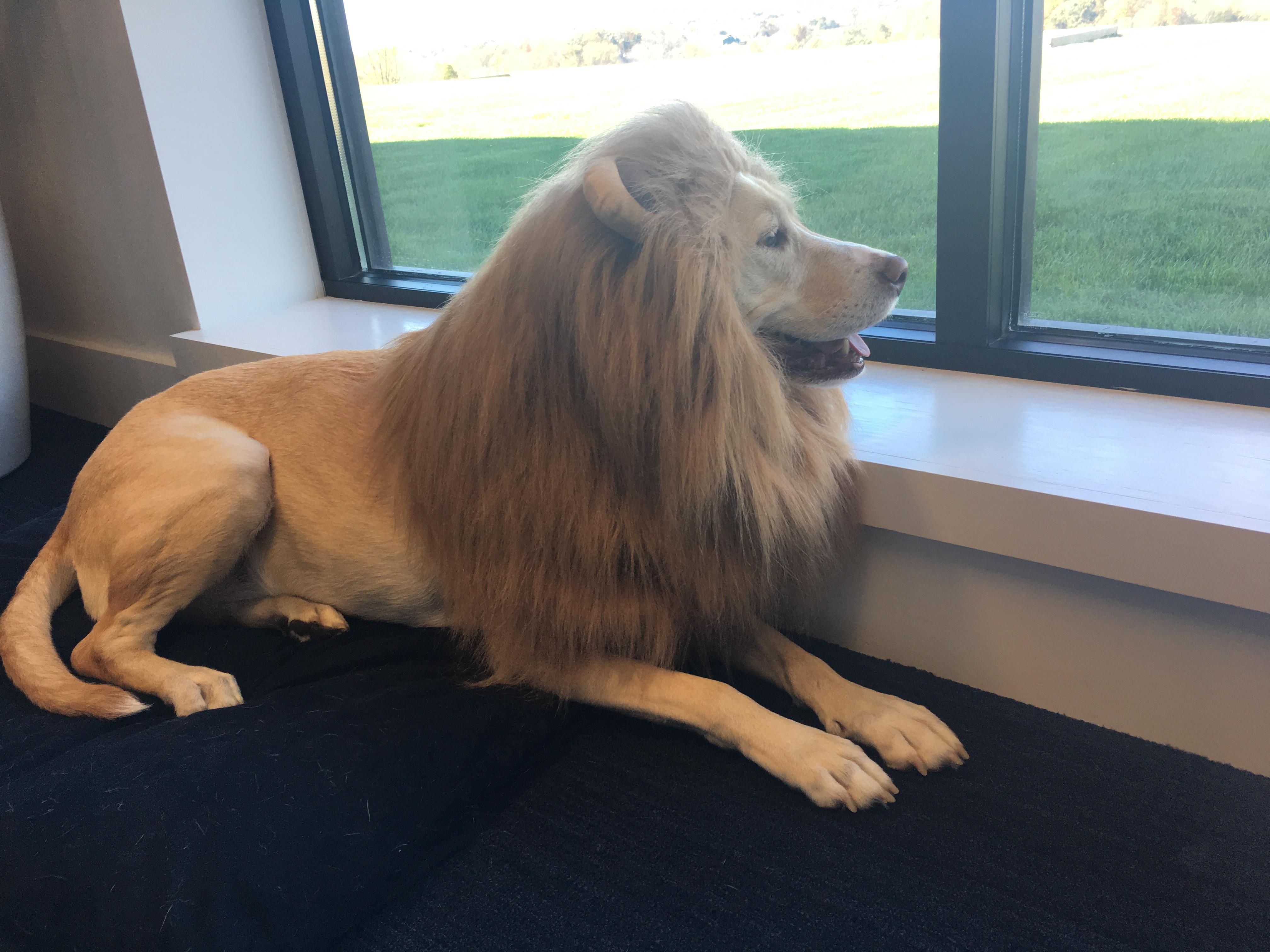 Labrador déguisé en lion