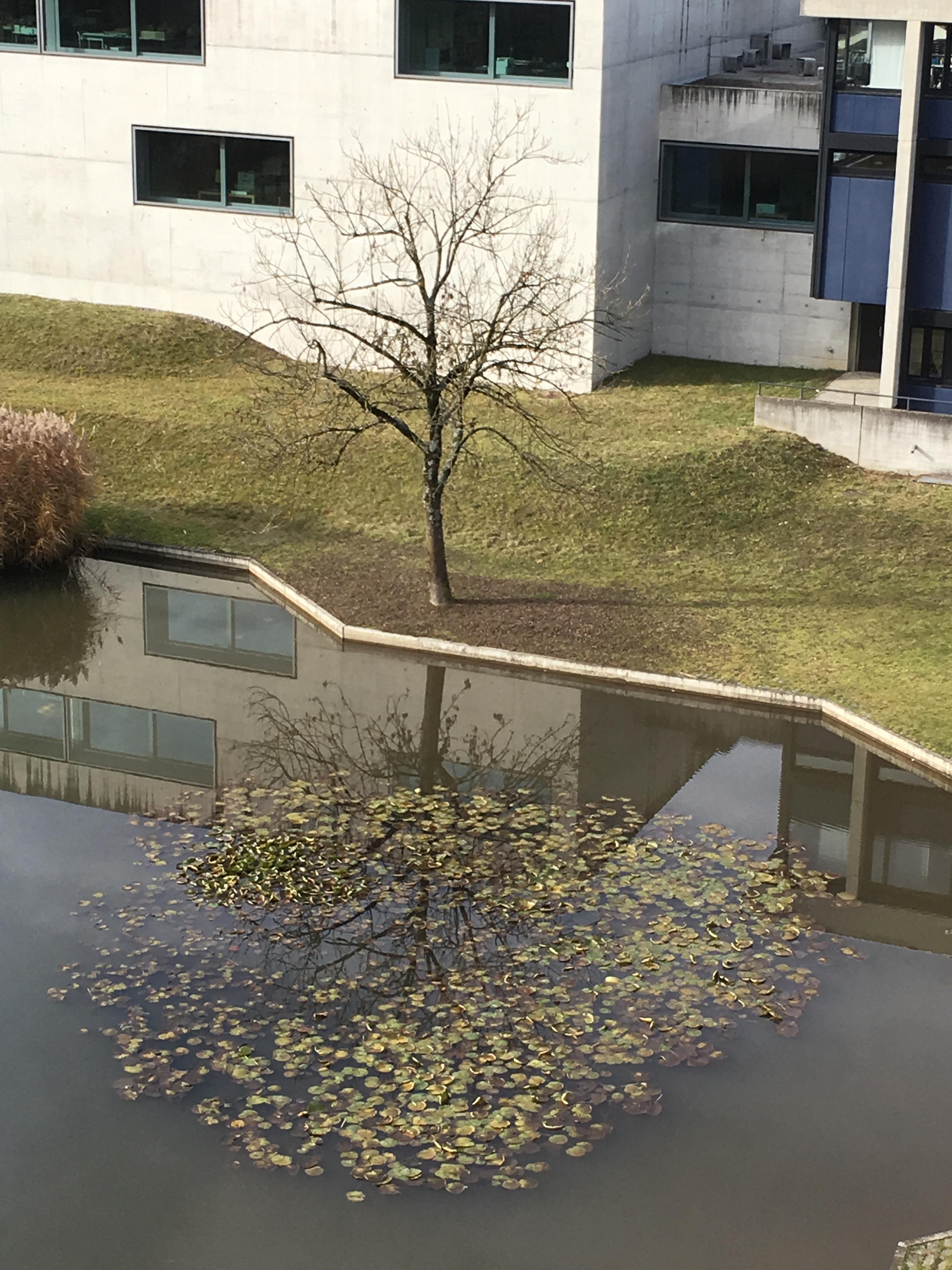 Réflexion d'un arbre dans l'eau