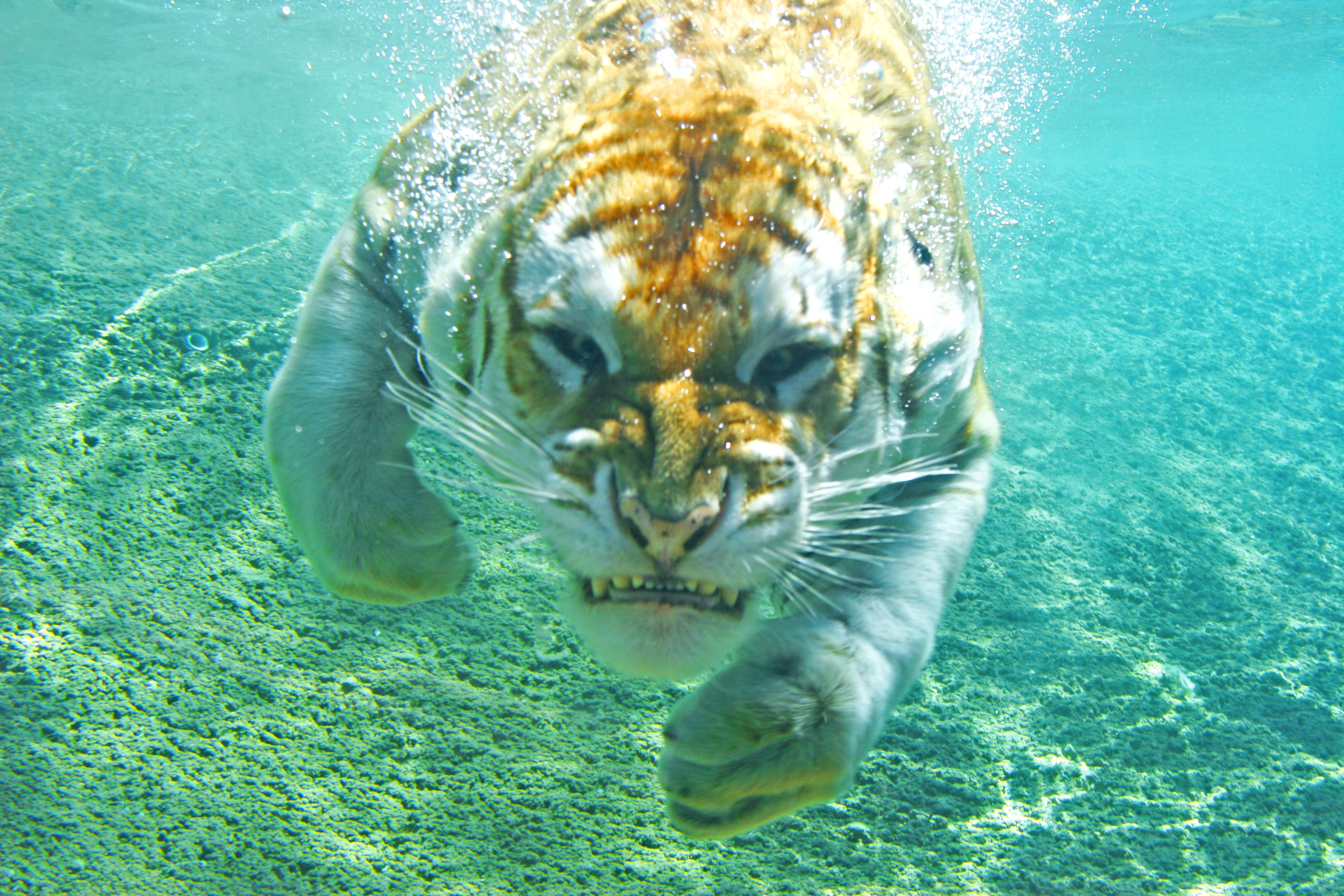 Un tigre sous l'eau fait une grimace