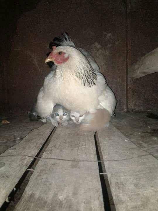 Une poule prends soin de deux chatons pendant la tempête