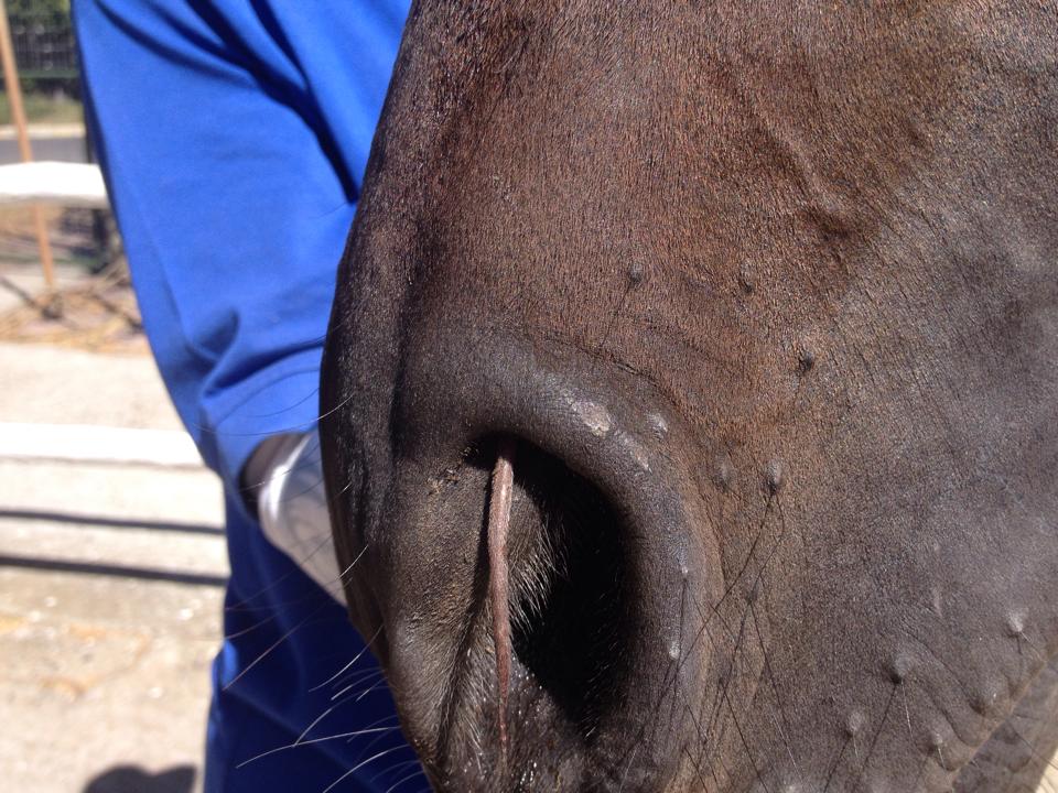 Un souris dans le nez d'un cheval