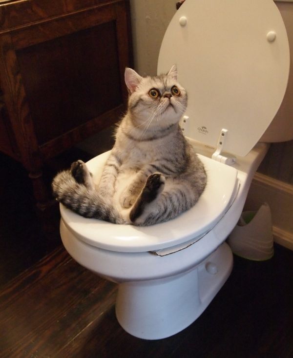 insolite chat papier pq toilettes trone