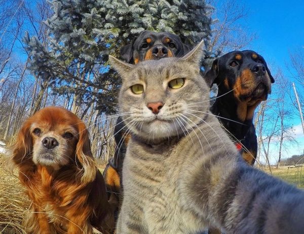 insolite bande chat chien selfie