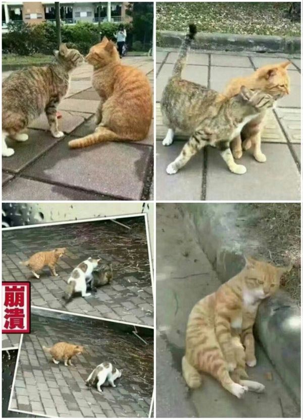 insolite amour chat cocu infidele