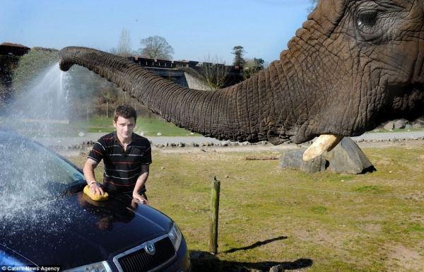 insolite auto eau elephant lavage trompe