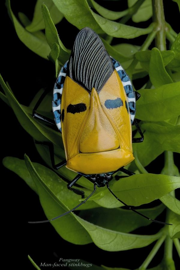 insolite humain punaise visage