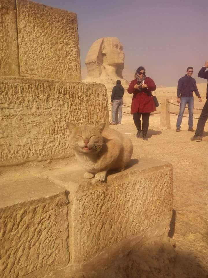 Regardez moi, je suis un Sphinx