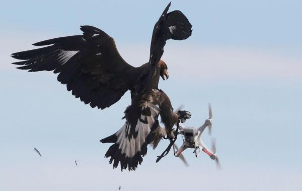 insolite aigle drone royal vol vs