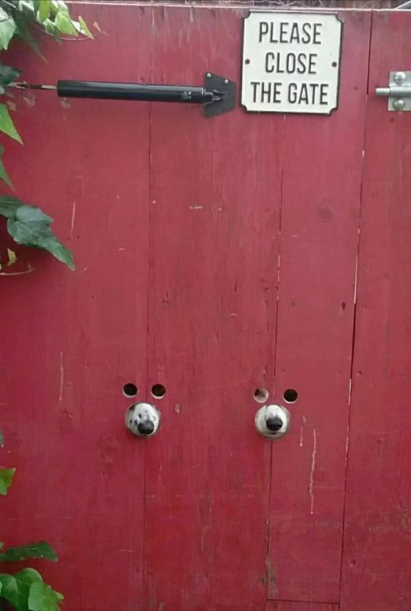 insolite chien portail trou