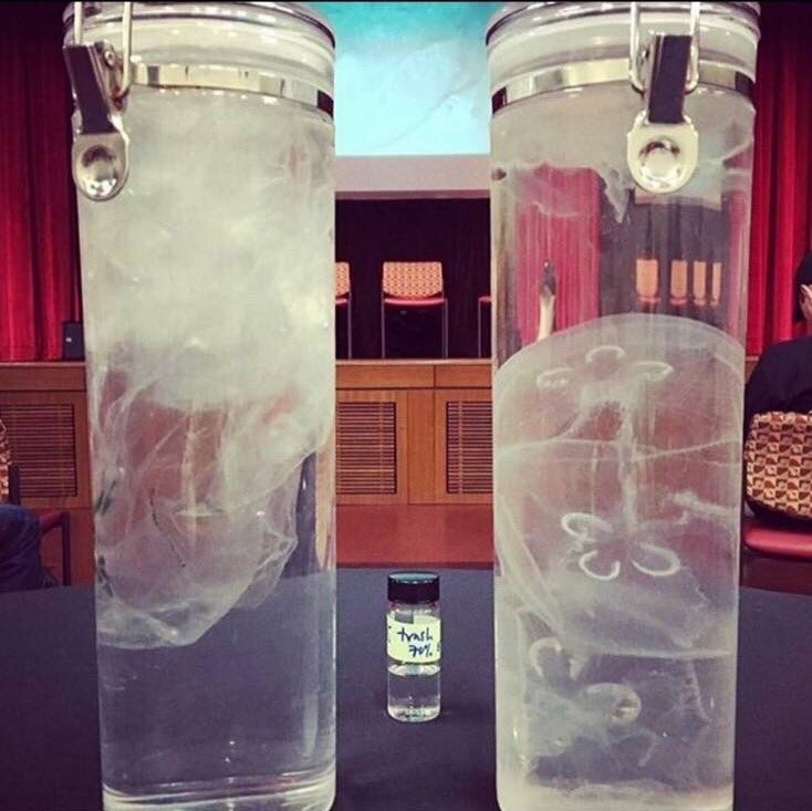 A gauche, un sac plastique et à droite, une méduse. Maintenant, imaginez que vous soyez une tortue affamée