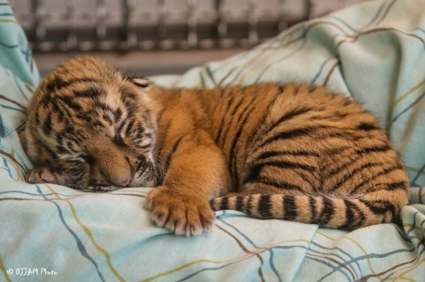 insolite bebe endormi malaisie tigre zoo