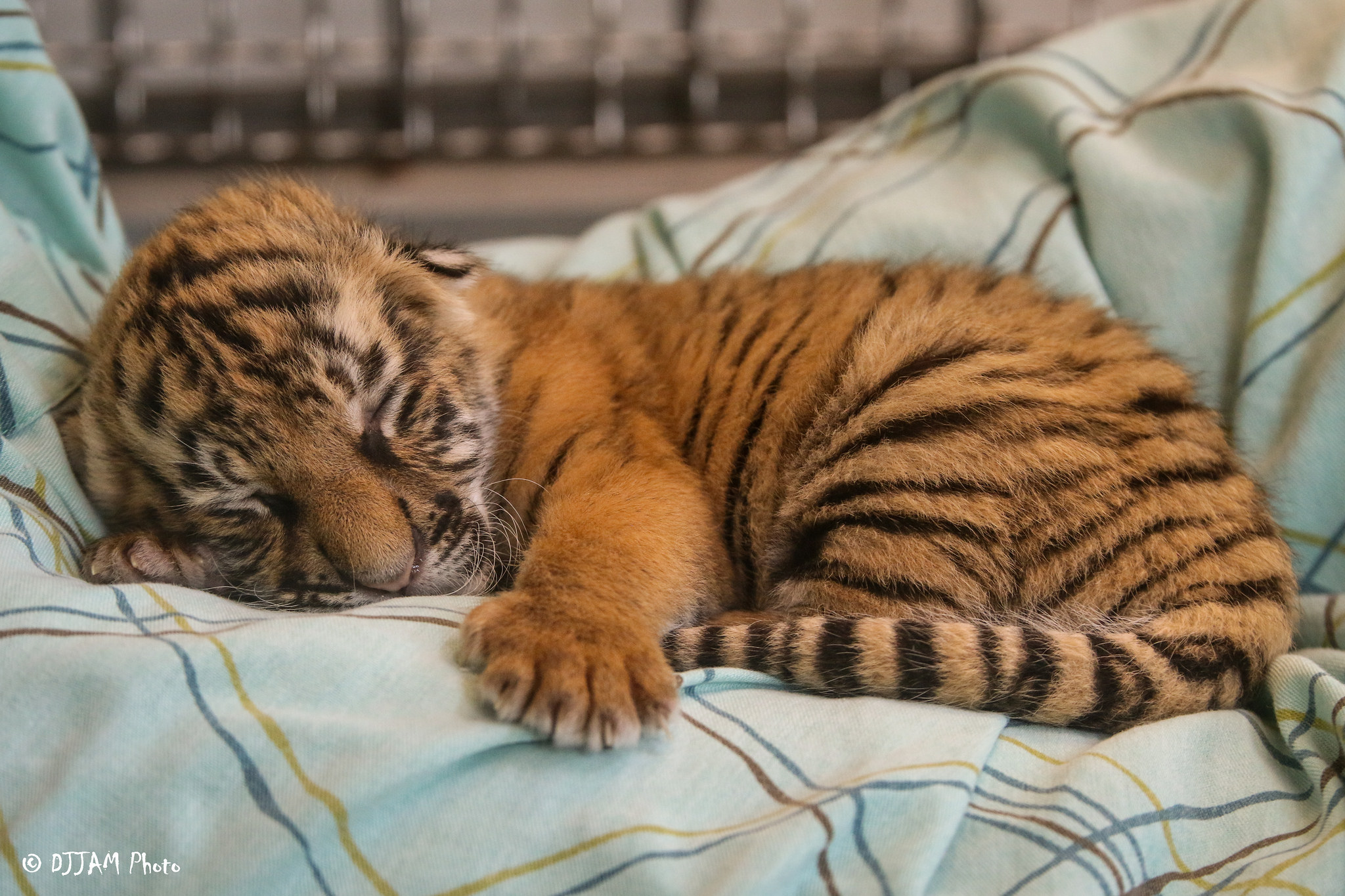 Bébé tigre de 5 jours endormi