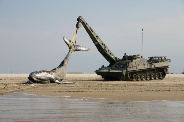 insolite baleine char mort plage
