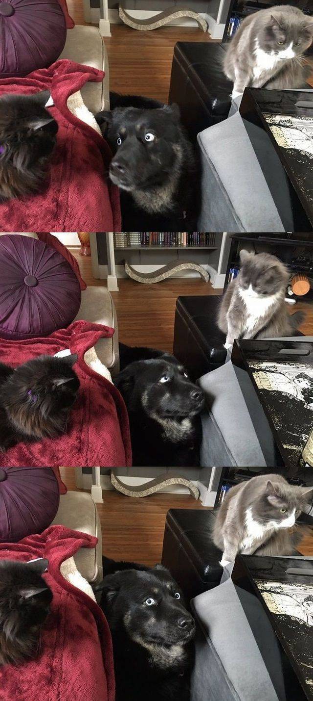 insolite chat chien drole tete