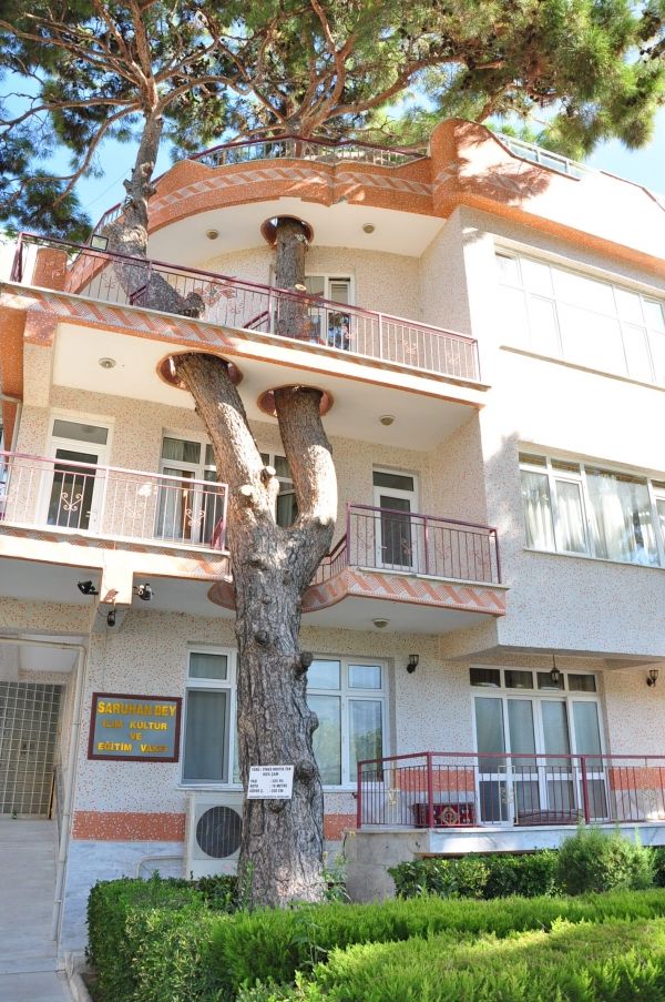 insolite arbre immeuble nautre priorite