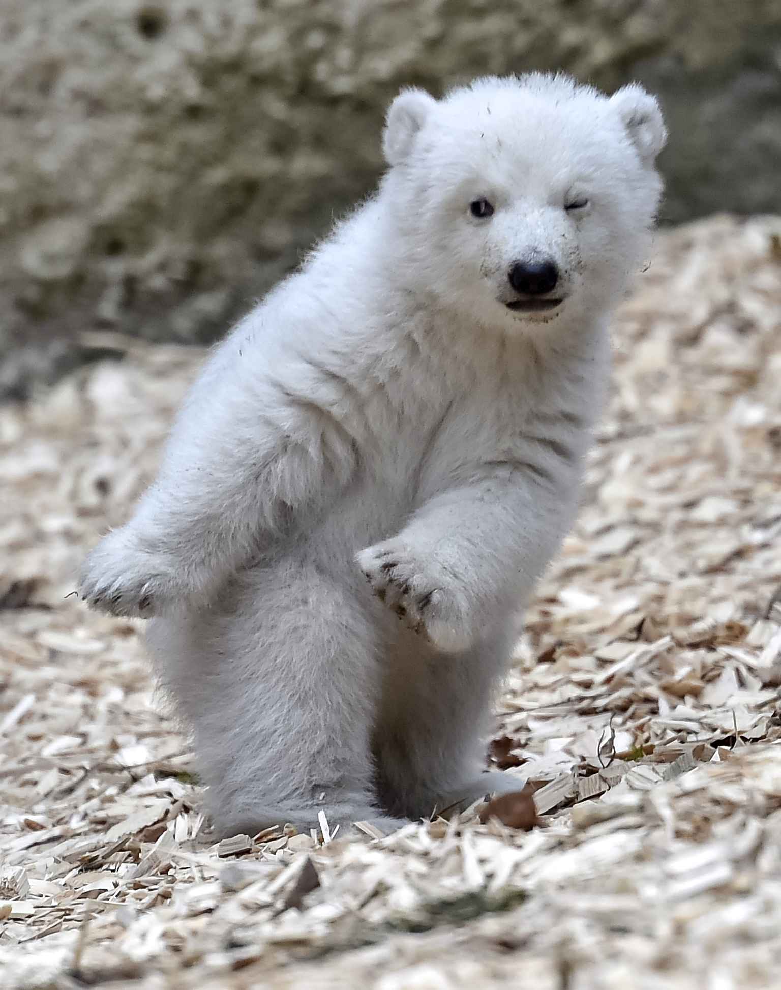 Un ourson polaire fait un clin d'oeil