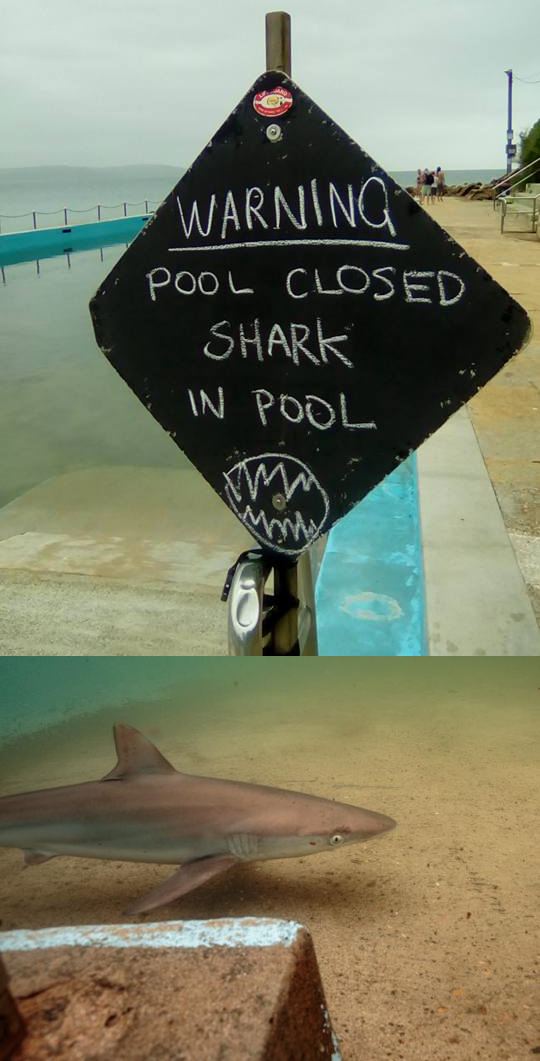 Piscine fermée pour cause de requin