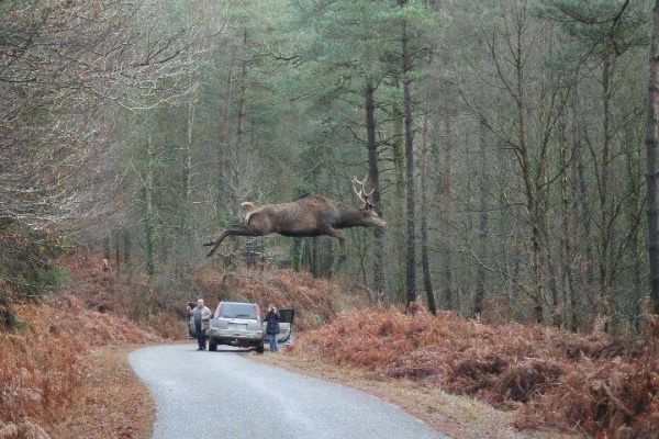 insolite bois cerf route saut volant